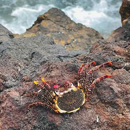 Sunny סן מיגל דה אבונה