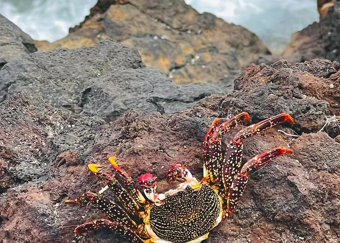 Sunny 산미겔데아보나